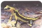 03._Kingdom_Animalia_img_33