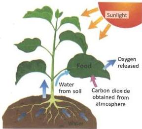 04._Photosynthesis_img_1
