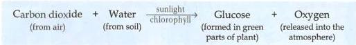 04._Photosynthesis_img_2