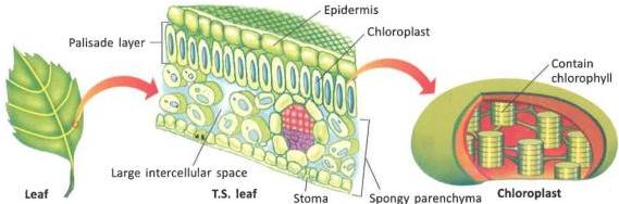 04._Photosynthesis_img_3