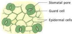 04._Photosynthesis_img_4