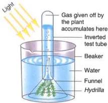04._Photosynthesis_img_10