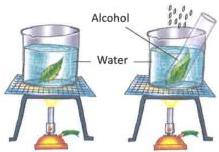 04._Photosynthesis_img_8