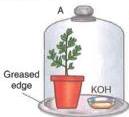 04._Photosynthesis_img_13