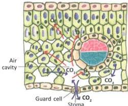 05._Respiration_in_Plants_img_6