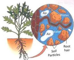 05._Respiration_in_Plants_img_7