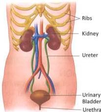 06._Excretory_System_img_3