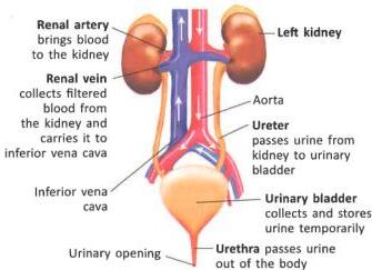 06._Excretory_System_img_4