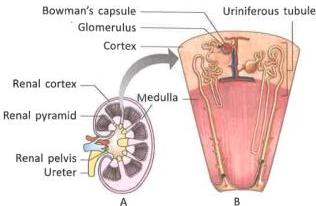 06._Excretory_System_img_5