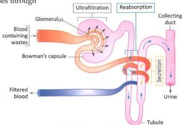 06._Excretory_System_img_6
