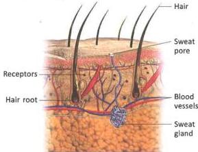 06._Excretory_System_img_7