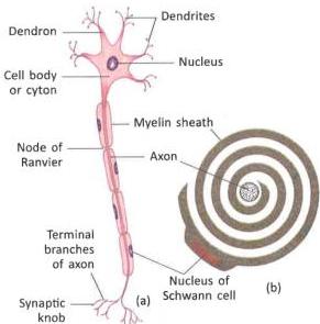 07._Nervous_System_img_3