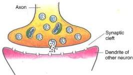 07._Nervous_System_img_4