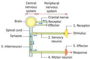 07._Nervous_System_img_5