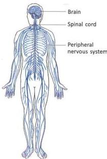 07._Nervous_System_img_6