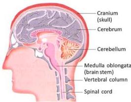 07._Nervous_System_img_7