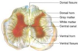 07._Nervous_System_img_10