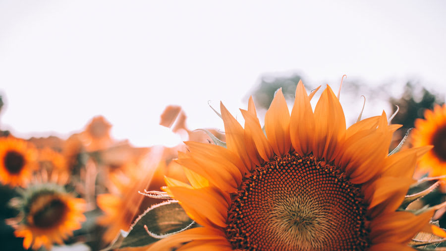 Integrating Ayurveda into Atopic Dermatitis Treatments