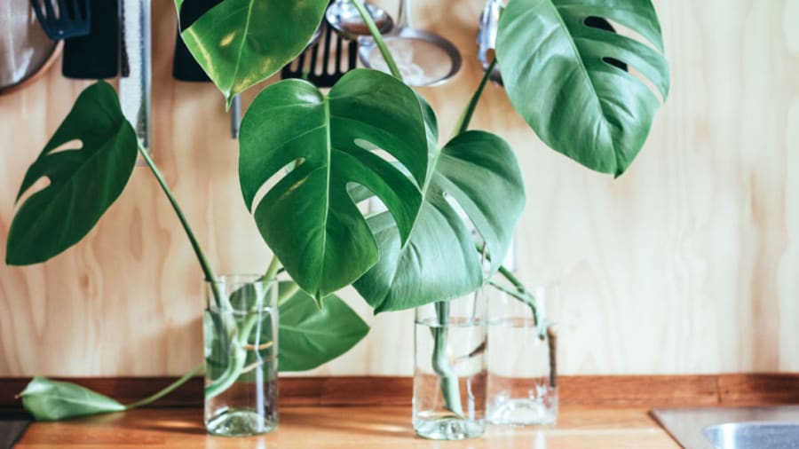 house plant in water on a wooden desk