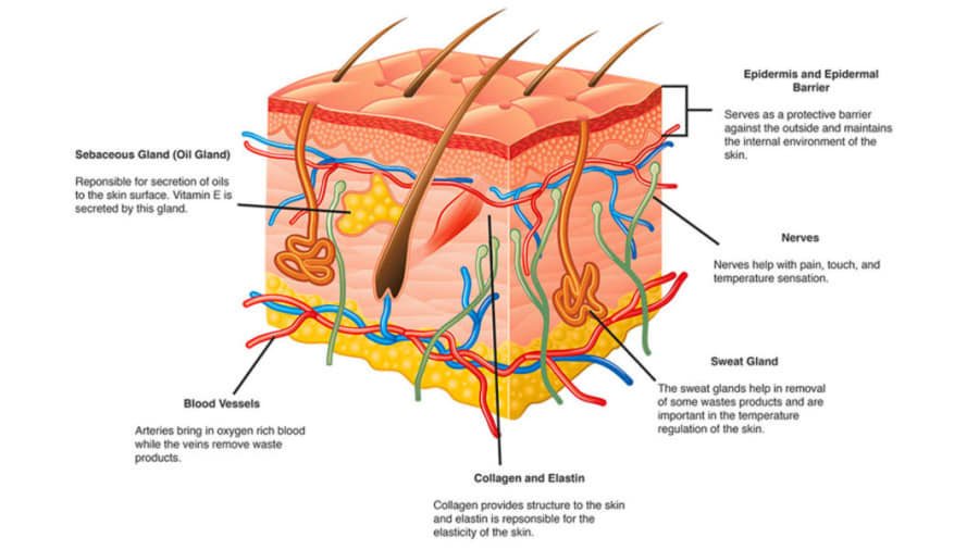 Western overview of skin and western skin schematic