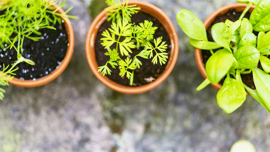 Herbs and the Microbiome