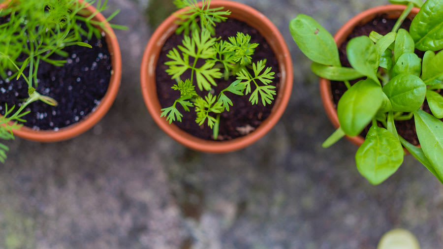 potted herbs for eczema treatment os staph aureus bacteria