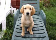 Animaux Cagnotte En Ligne Simple Et Sécurisée Leetchicom