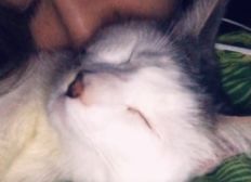Serré poilu chatte photos