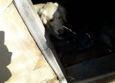 Animals Create Your Money Pot Projects Causes Leetchi Com