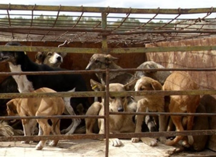 Ne laissons pas les chiens de pascani mourir