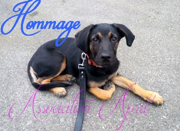 Patou, un chien parti trop tot