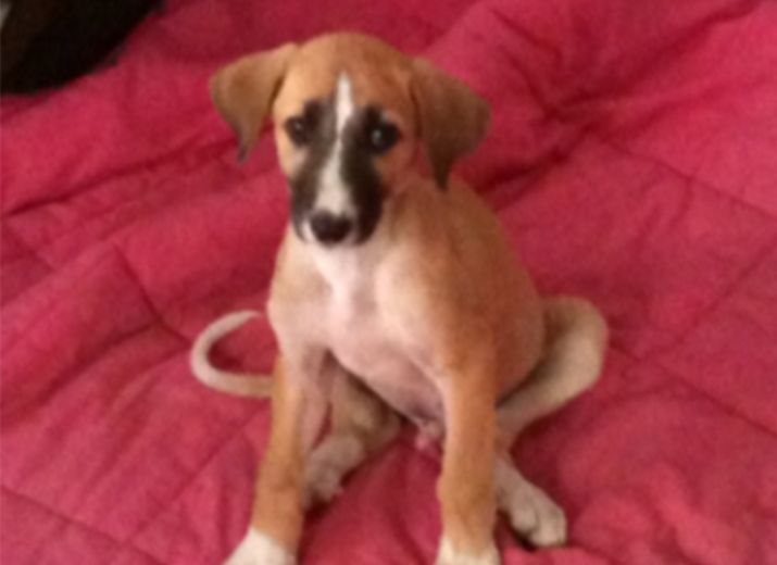 Sauvetage moïse BB galgo