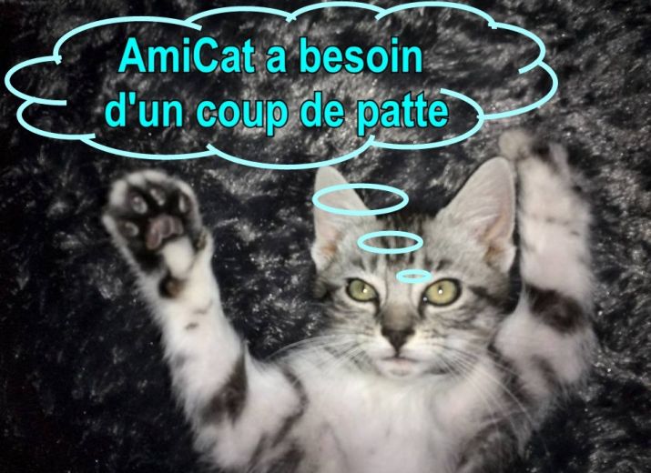 amicat-besoin-dun-coup-de-patte
