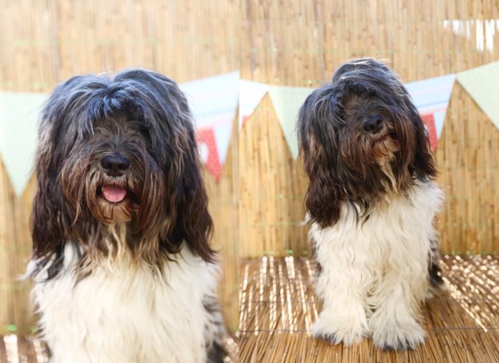 Ein Hund Namen's "Baily"