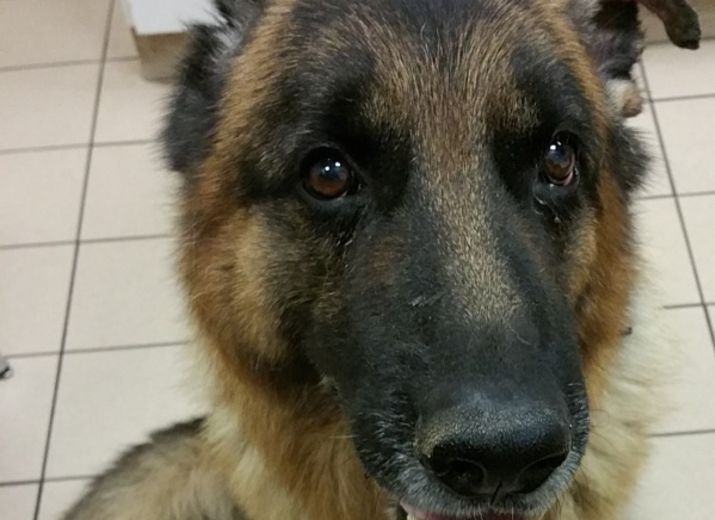 Pour DICO, ancien chien de Police à la retraite