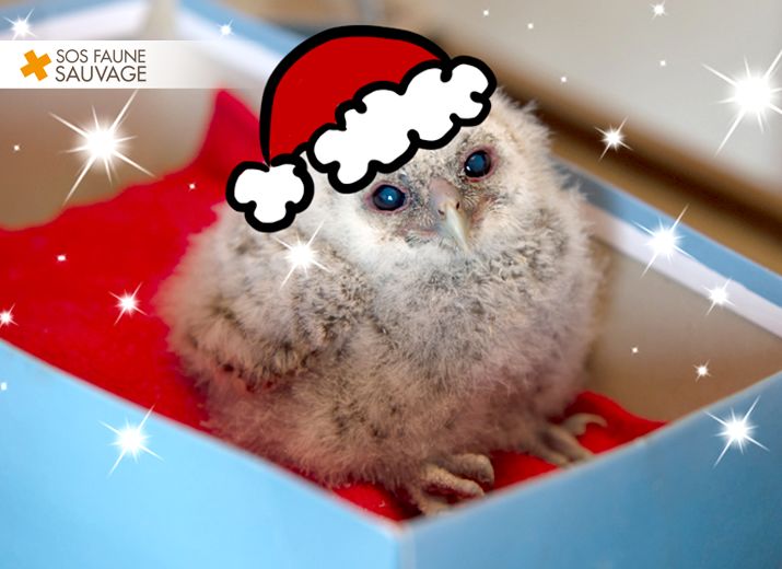 UN NOËL POUR L'HÔPITAL DES OISEAUX