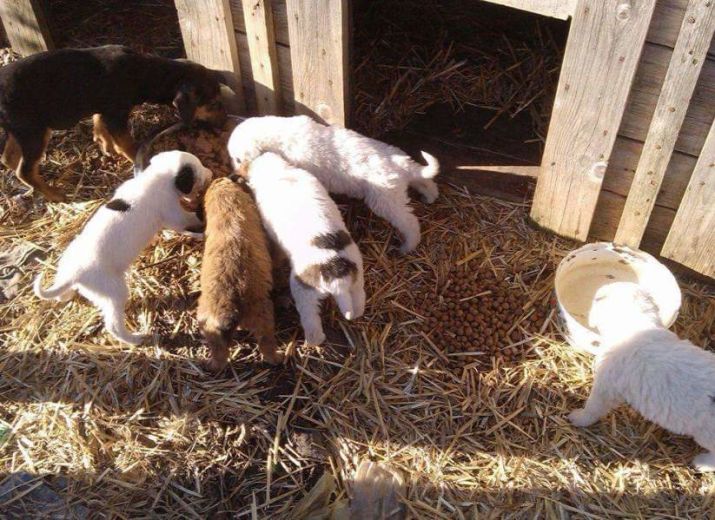 Futter für die Hunde auf der Mülldeponie