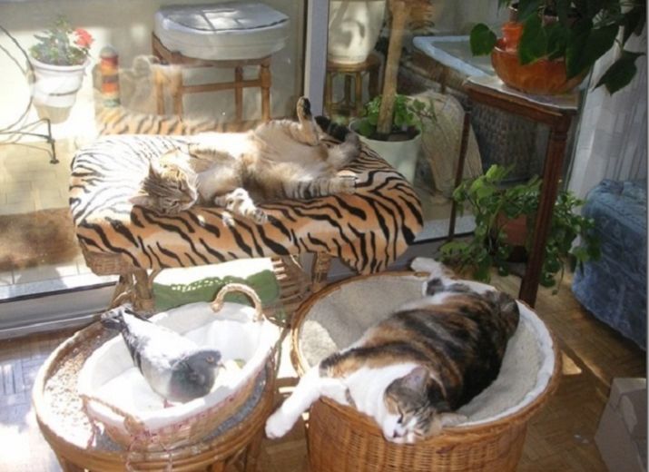 Solidarité pour nos animaux ailés et à quatre pattes pour que l'Association puisse continuer d'exister