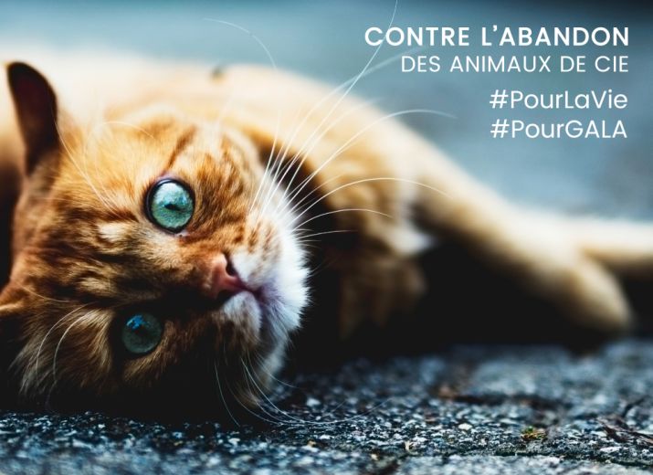#PourLavie un don #PourGALA contre l'abandon des animaux de compagnie