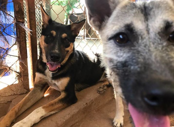 Help us to build a new home for dogs and cats