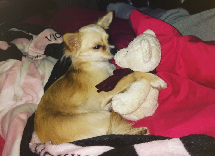 Solidarité pour bibiche petit chihuahua de 1 an pour payer son opération du cerveau