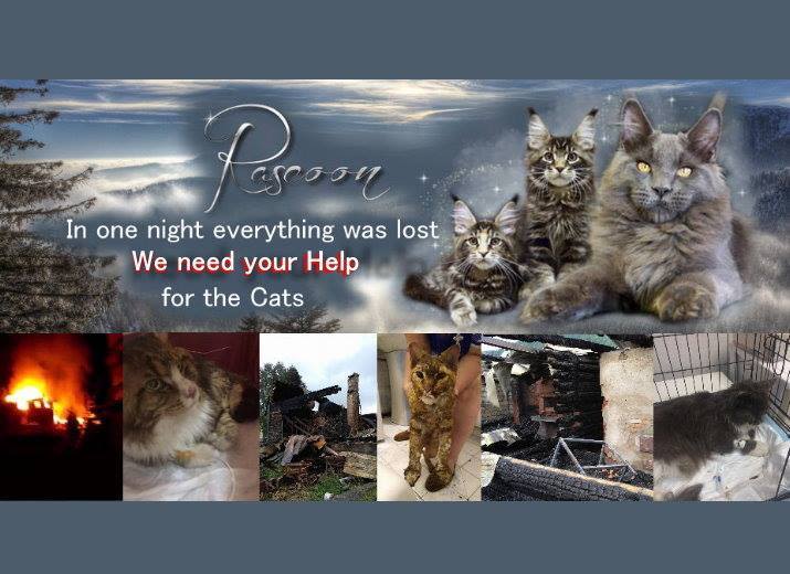 Help for Rascoon