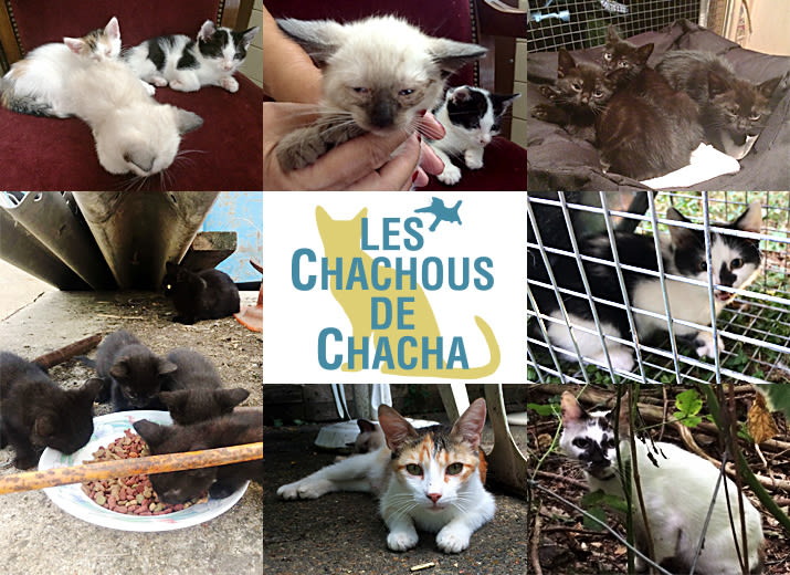 Collecte pour les frais des minis Chachous de l'été 2017 et de leurs mamans