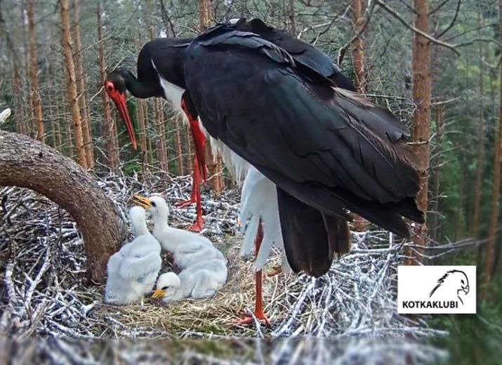 Save Our Black Storks