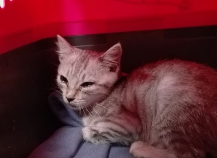 Chatons à sauver de toute urgence
