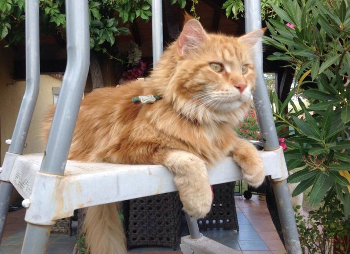 Opération Urgente pour Oliver