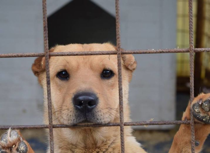 Hilfe/ Futterspenden für die Hunde in Ungarn und Griechenland
