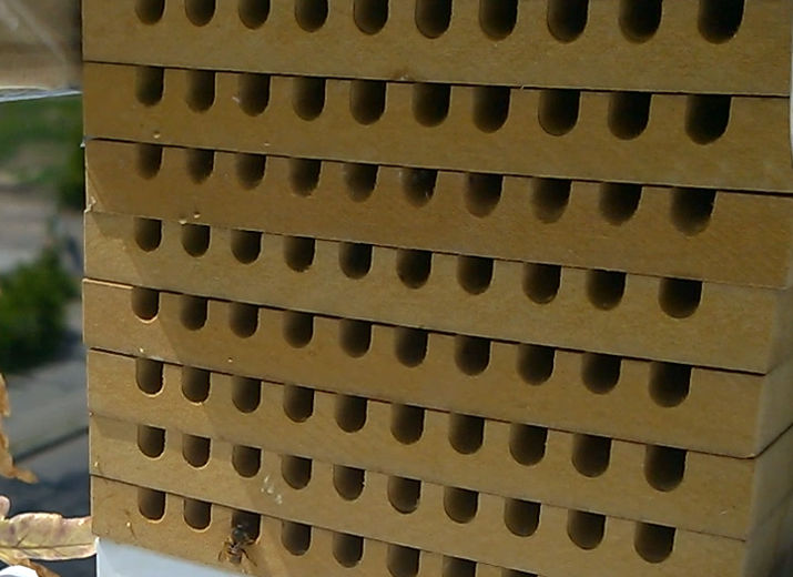 Nisthilfen für Wildbienen zur Umweltbildung