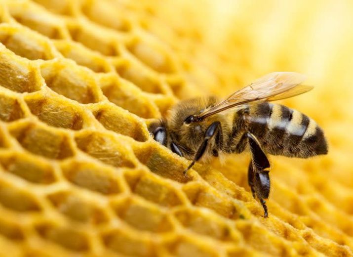 Le Rucher des Conches : Aidons les abeilles