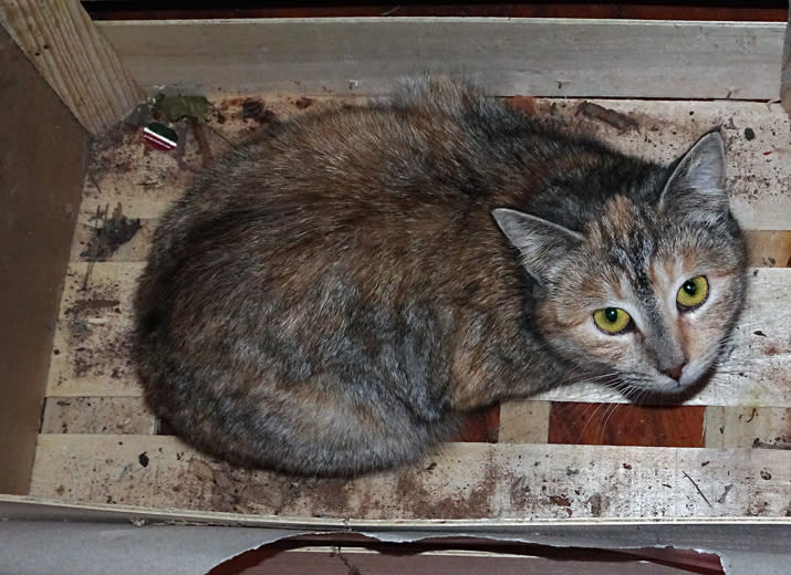 Hilfe für die verwaisten Katzen meiner Mutter